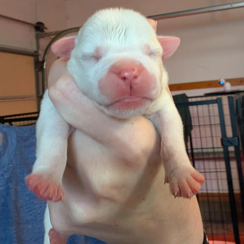 Casper thumbnail 3