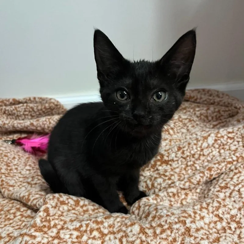 A baby medium-sized female Black Domestic Short Hair cat named Adenine for adoption in Haddon Heights, NJ