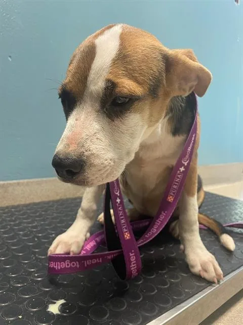 A baby small-sized female Hound dog named Adelaide for adoption in Newton, NC
