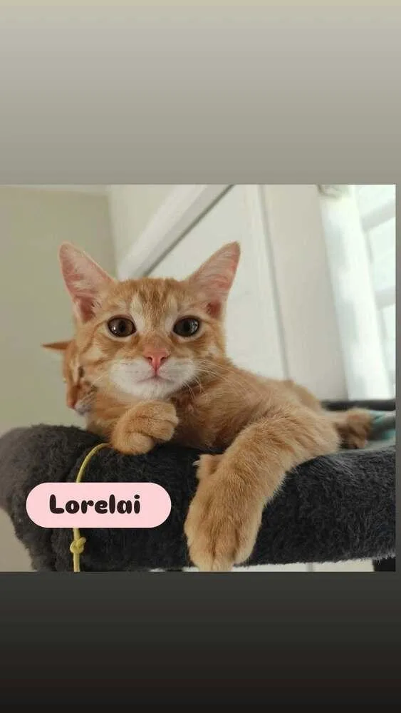A baby small-sized female Tabby (Orange / Red) Domestic Short Hair cat named Lorelai for adoption in Orlando, FL