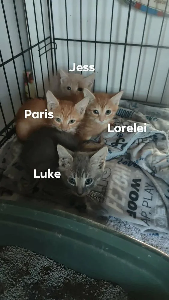 Lorelai thumbnail 3