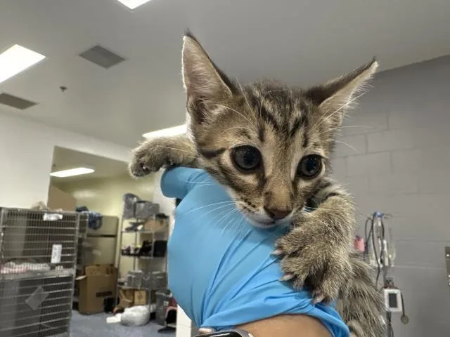 A baby small-sized male Domestic Short Hair cat named Snape for adoption in Thousand Palms, CA