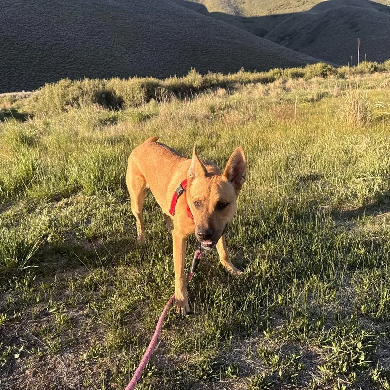 An adult large-sized male Brown / Chocolate Mixed Breed dog named Doug for adoption in Hailey, ID