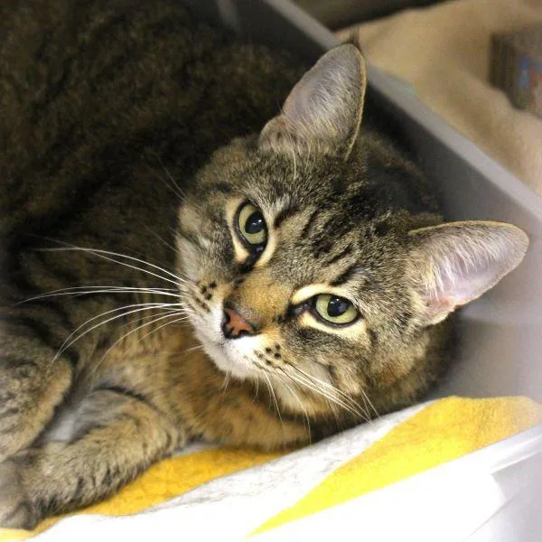 A senior small-sized female Domestic Short Hair cat named Keke for adoption in Des Moines, IA