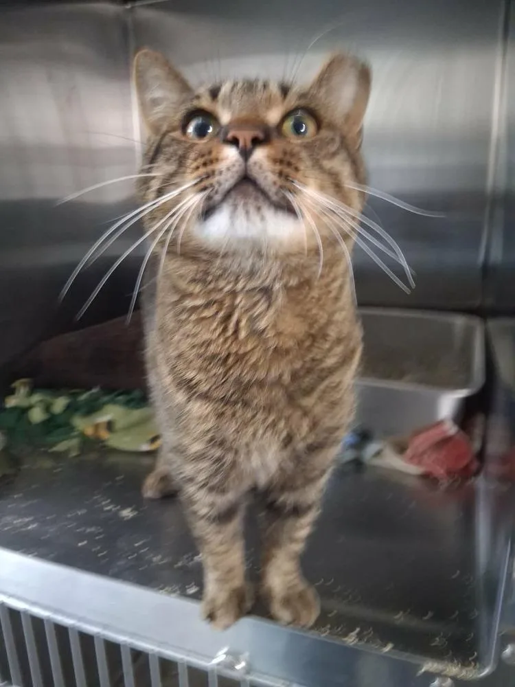 An adult large-sized male Domestic Short Hair cat named Popsicle Pete for adoption in Lansing, MI