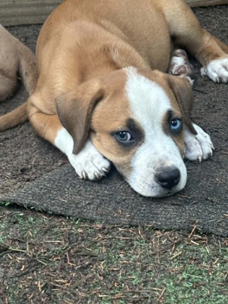 A baby medium-sized female Boxer dog named Pepper for adoption in Seven Points, TX