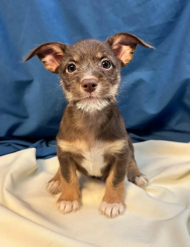 A baby small-sized male Chihuahua dog named Gregory for adoption in Margate, FL