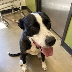An adult large-sized male Brindle Labrador Retriever dog named Bojangles for adoption in York, PA