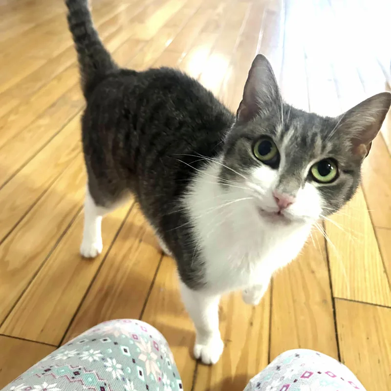 An adult medium-sized female Gray / Blue / Silver Domestic Short Hair cat named Dreamy for adoption in Bronx, NY