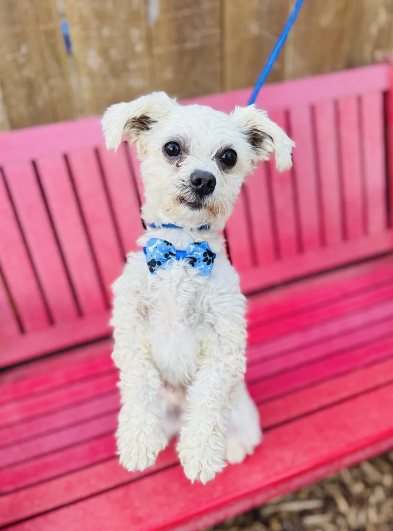 A young small-sized male White / Cream Maltipoo dog named Grayson for adoption in lynnwood , WA
