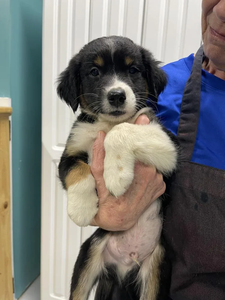 A baby small-sized male Brown / Chocolate Australian Shepherd dog named Sully for adoption in Chattanooga, TN