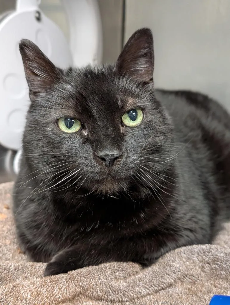 An adult medium-sized male Domestic Short Hair cat named Sammy for adoption in Defiance, OH