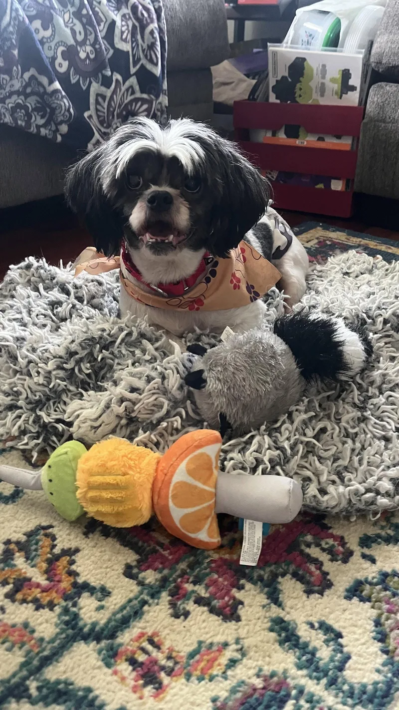An adult small-sized male Shih Tzu dog named Yankee for adoption in New London, WI