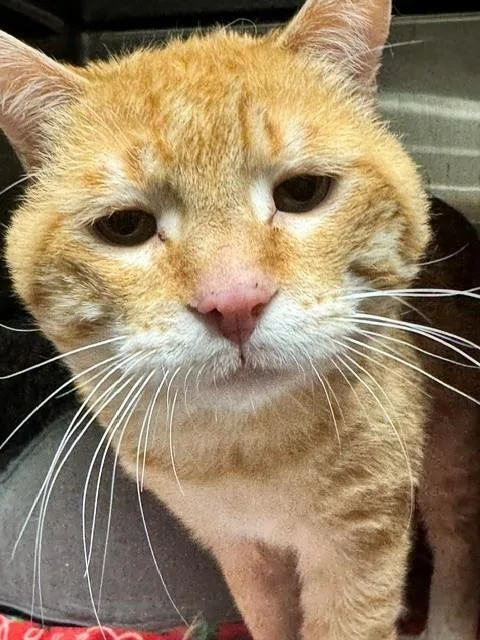 Simba