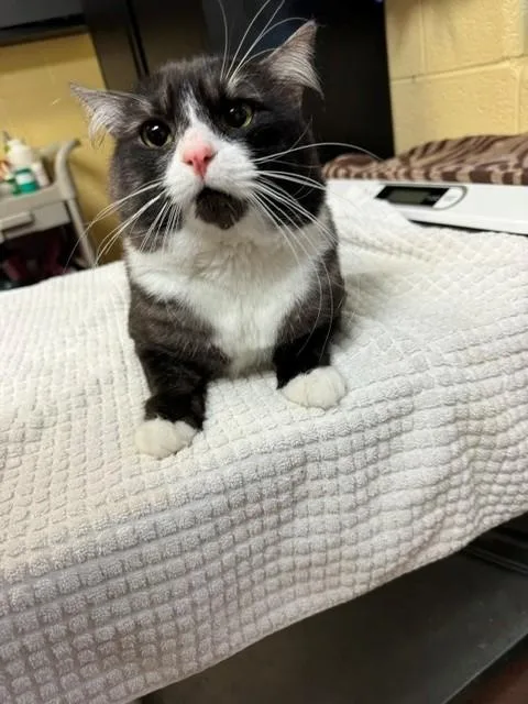 An adult medium-sized male Domestic Medium Hair cat named Gadget for adoption in Cookeville, TN