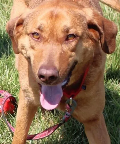 An adult medium-sized female Vizsla dog named Layla for adoption in Taylorsville, NC