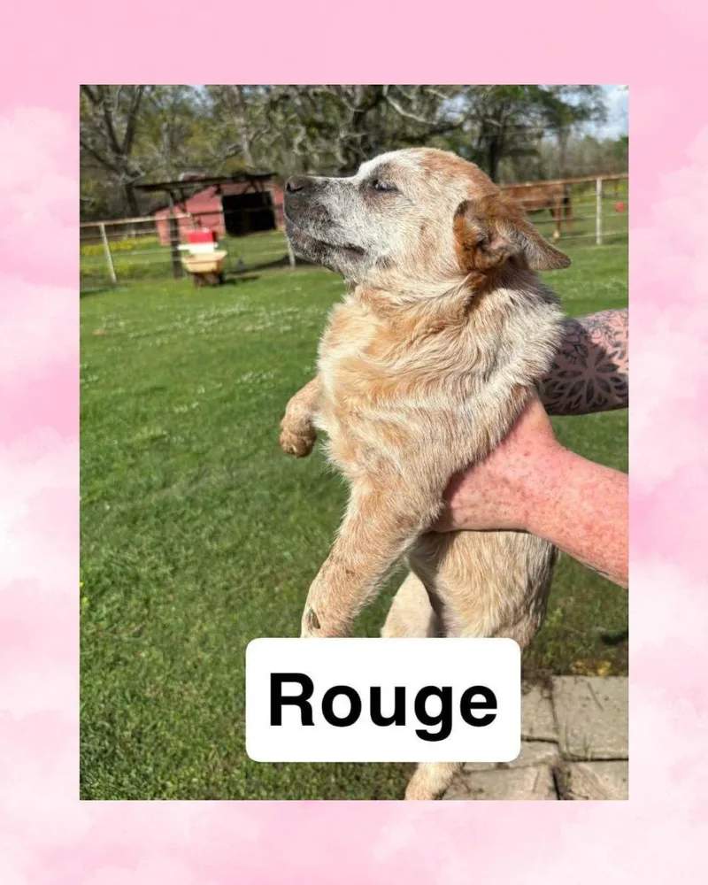 A baby medium-sized female Australian Cattle Dog / Blue Heeler dog named Rouge for adoption in Rock Hill, NY