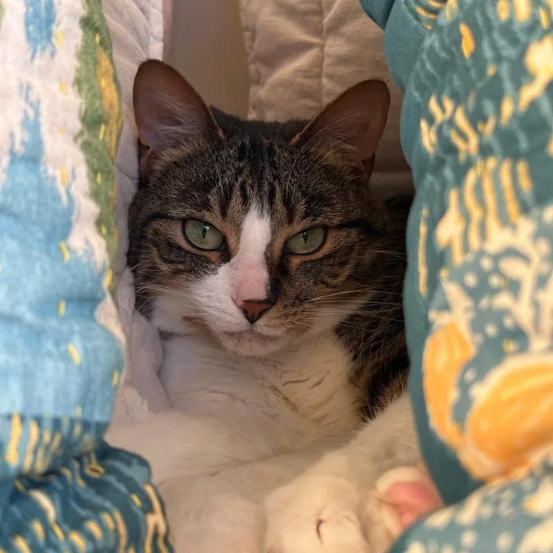 An adult small-sized female Brown / Chocolate Domestic Short Hair cat named Ingrid for adoption in Durham, NC