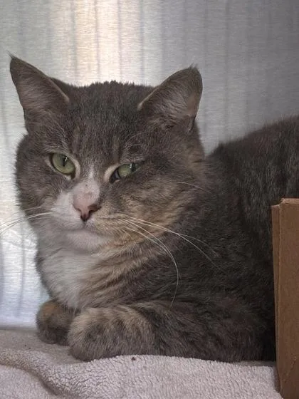 An adult small-sized male Domestic Short Hair cat named Impossible Whopper for adoption in West Chester, PA