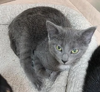 A baby medium-sized female Gray & White Domestic Short Hair cat named Sophie for adoption in Fairfield, IA