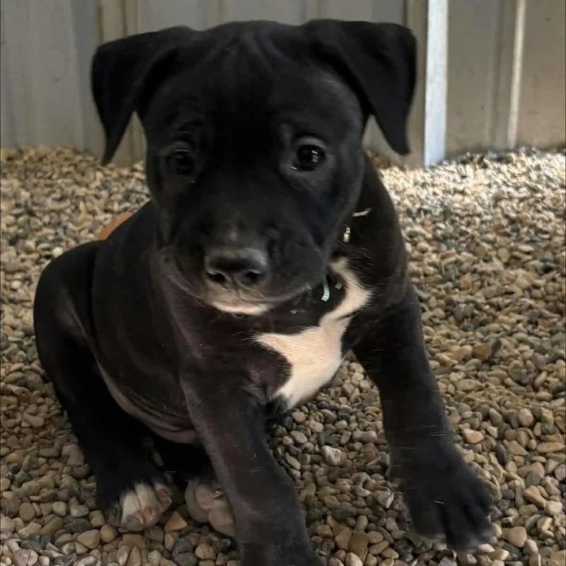 A baby medium-sized male Black Pit Bull Terrier dog named Hurricane JuM for adoption in Austin, TX