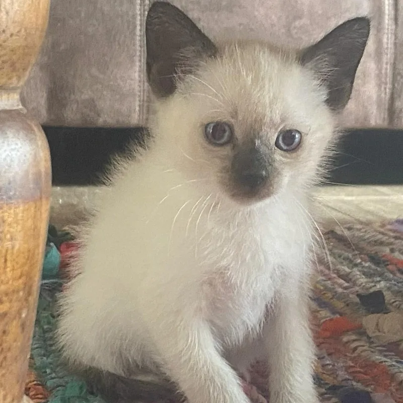 A baby medium-sized male Seal Point Domestic Medium Hair cat named Dani for adoption in Johnson City, TN