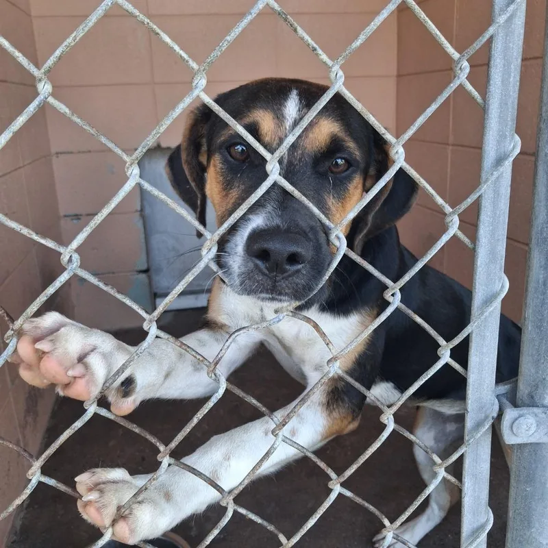 A baby medium-sized female Hound dog named Iris for adoption in Gautier, MS