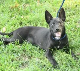 An adult medium-sized female German Shepherd Dog dog named Luna for adoption in Kansas City, MO