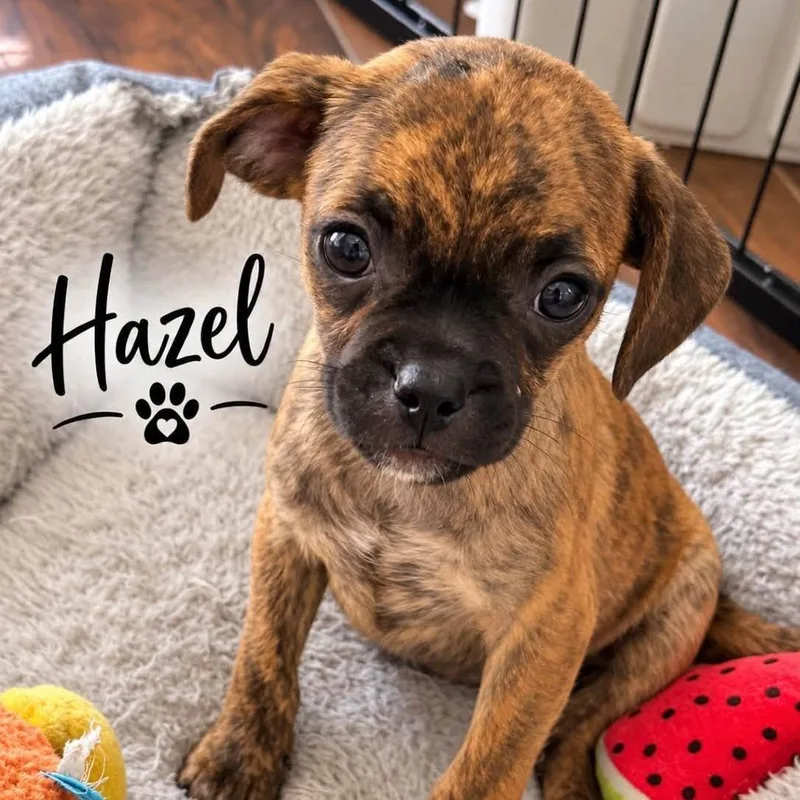 A baby small-sized female Terrier dog named Hazel for adoption in Santa Fe, TX