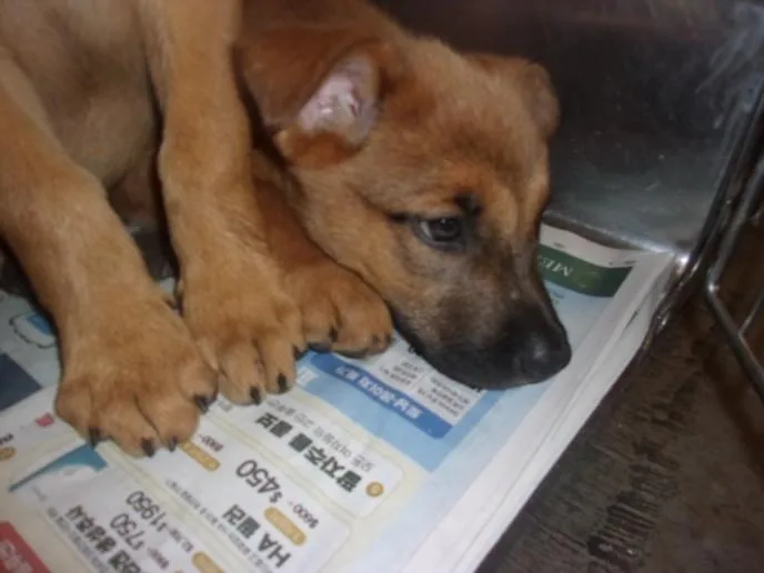A baby small-sized female Labrador Retriever dog named Paloma for adoption in Van Nuys, CA