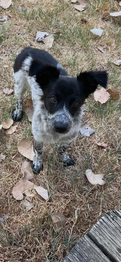 A baby medium-sized female Border Collie dog named Jolene "Coming Soon" for adoption in Richardson, TX