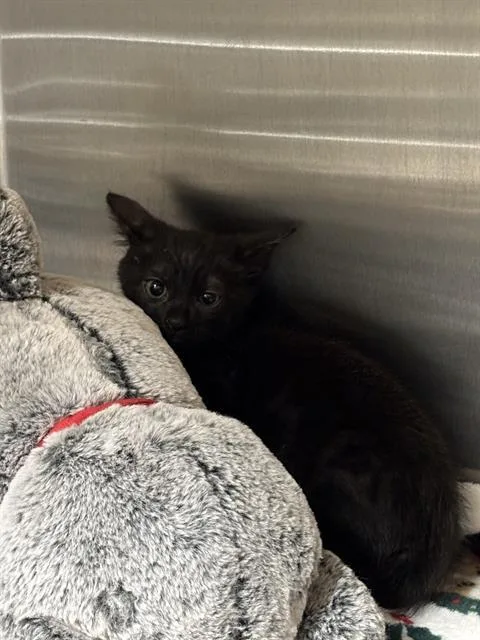 A baby small-sized male Domestic Short Hair cat named Socrates for adoption in Tustin, CA