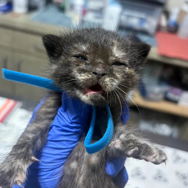 A baby small-sized female Domestic Short Hair cat named Sasa for adoption in Milton, FL