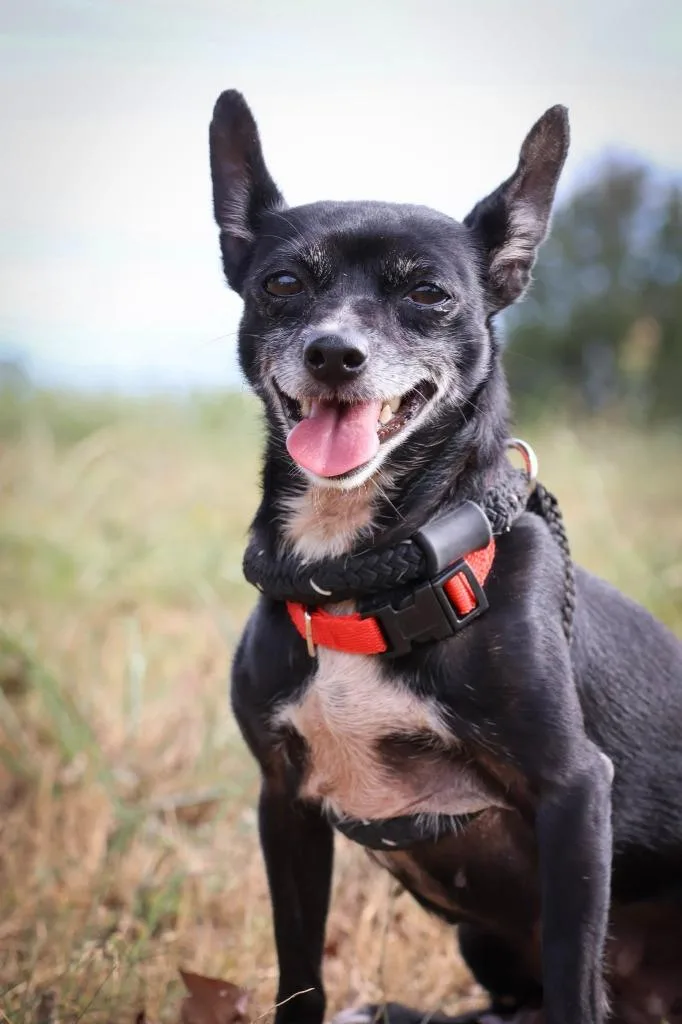 An adult small-sized female Mixed Breed dog named Baby for adoption in Columbia, TN