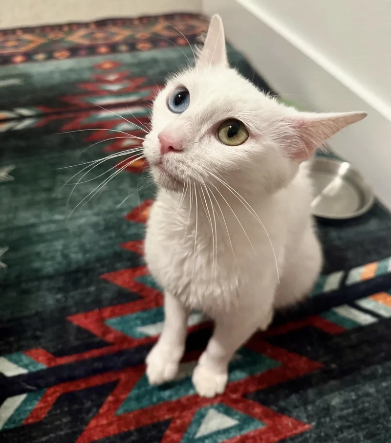 A young medium-sized female White Turkish Van cat named Amalthia “thea” — A for adoption in Austin, TX