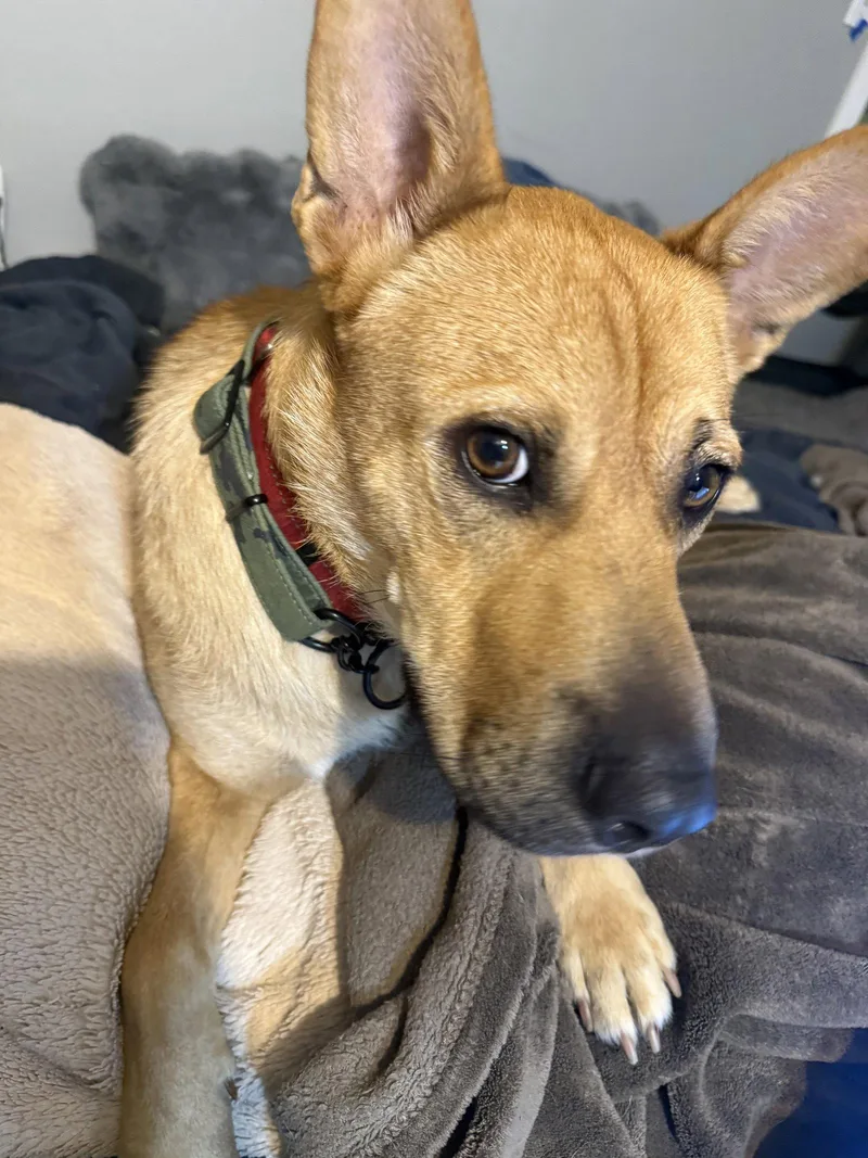 A young medium-sized male Shepherd dog named Buster for adoption in Orange, CA