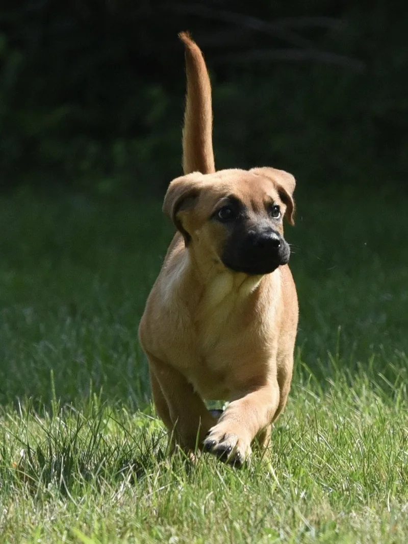 A baby large-sized female Shepherd dog named Tatiana for adoption in Mechanicsburg, PA