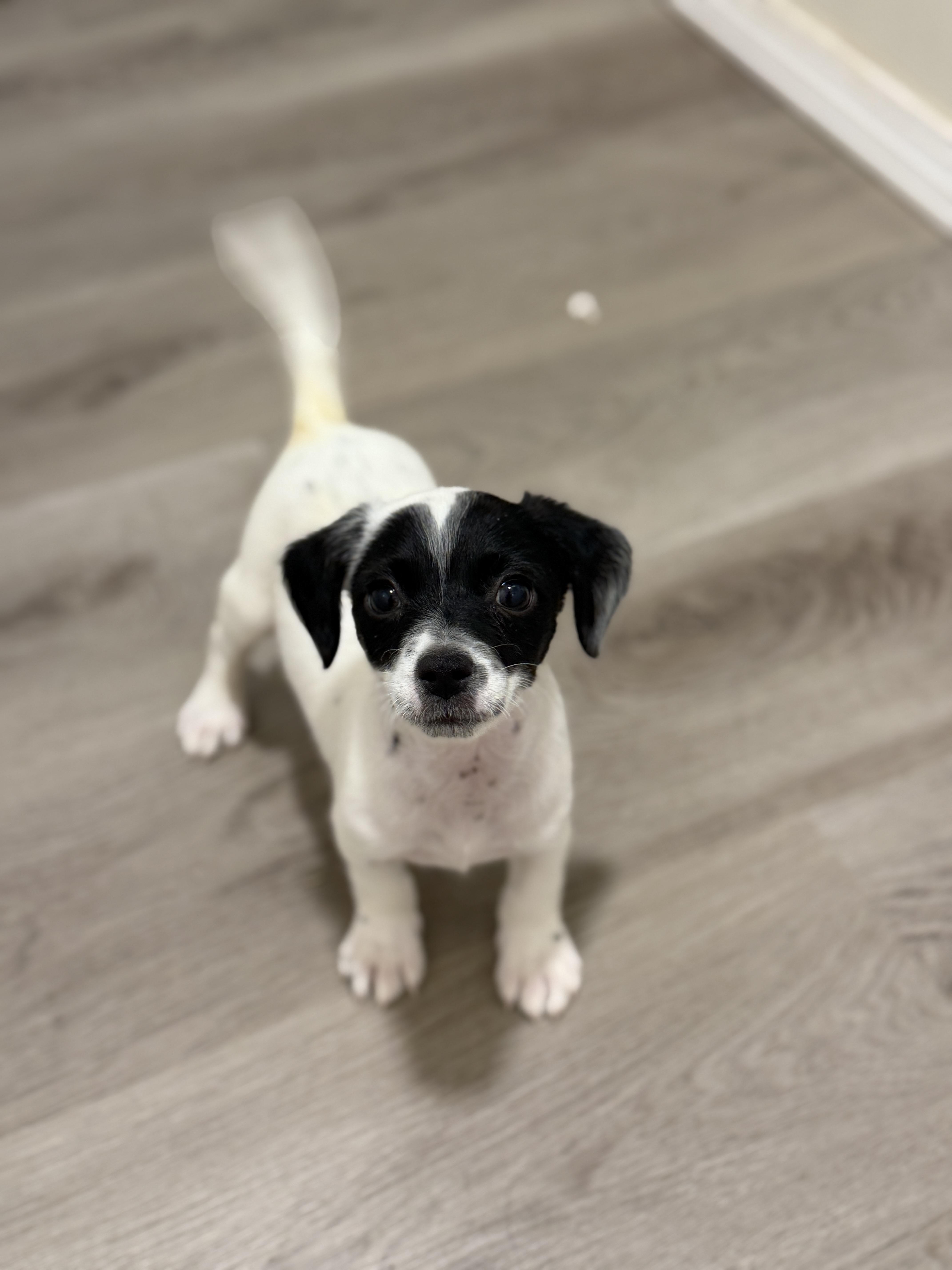 A baby small-sized male Chihuahua dog named Badger for adoption in San Diego, CA