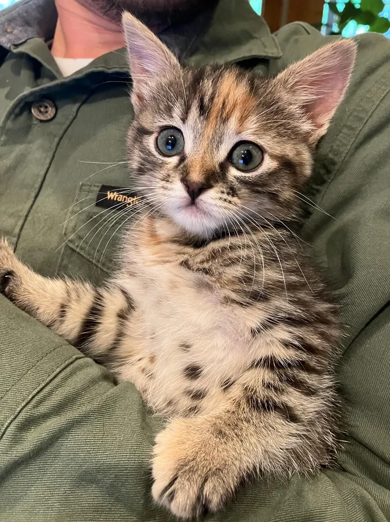 A baby small-sized female Torbie cat named Dolly for adoption in Grand Prairie, TX