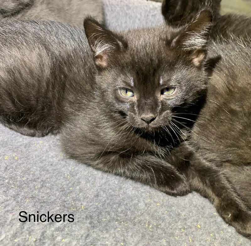 A baby medium-sized male Black Domestic Short Hair cat named Snickers for adoption in Massena, NY