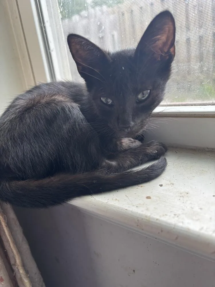 A baby medium-sized male Black Domestic Short Hair cat named Batman for adoption in Salisbury, NC