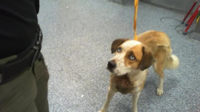 A young medium-sized male Mixed Breed dog named A for adoption in Charlotte, NC