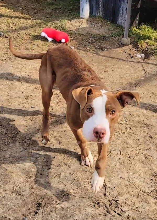 An adult medium-sized male Pit Bull Terrier dog named Maxio for adoption in Millersville, MD