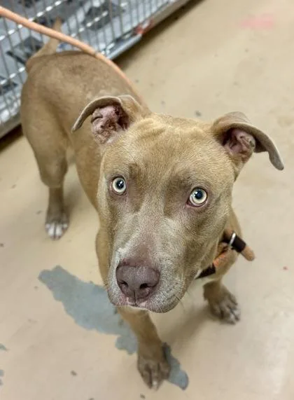 A young medium-sized male Mixed Breed dog named Maldo for adoption in Chamblee, GA