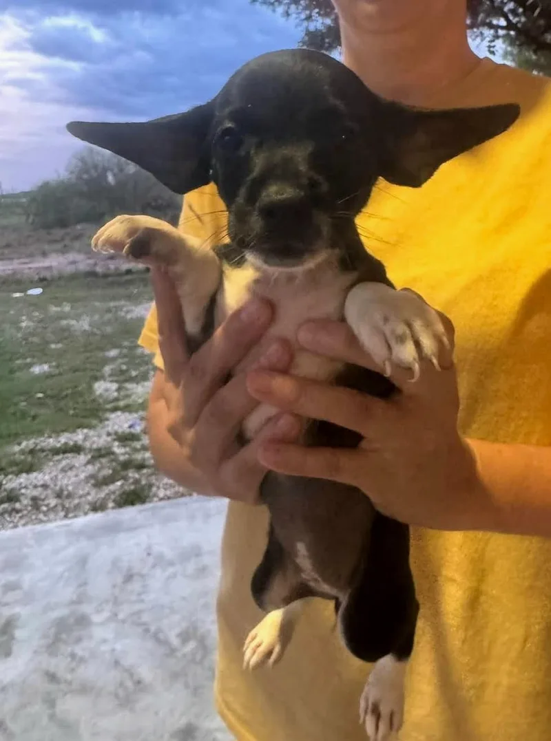 A baby small-sized female White / Cream Chihuahua dog named Dora for adoption in Gregory, TX