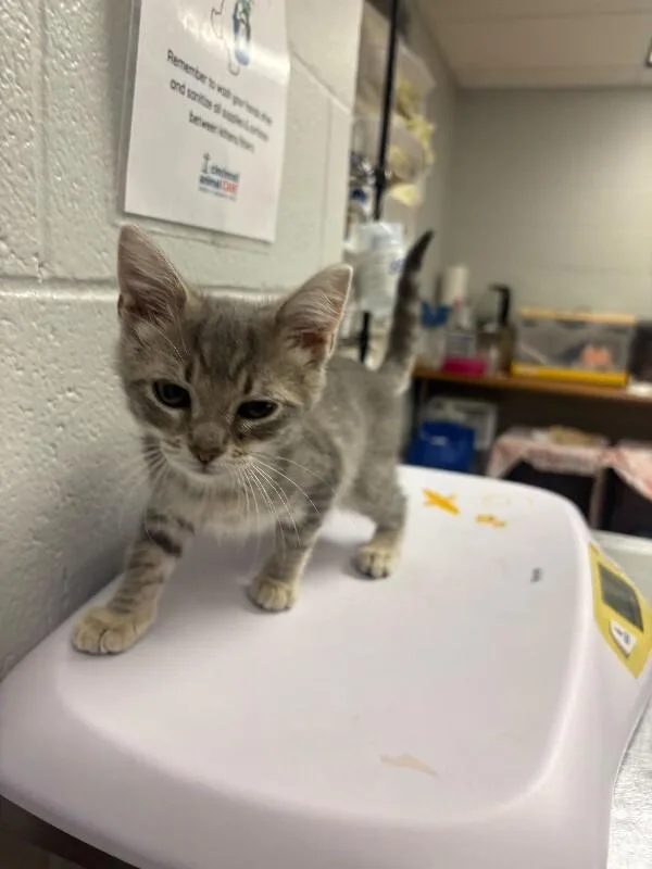 A young small-sized female Gray / Blue / Silver Domestic Short Hair cat named Little Apple for adoption in Cincinnati, OH