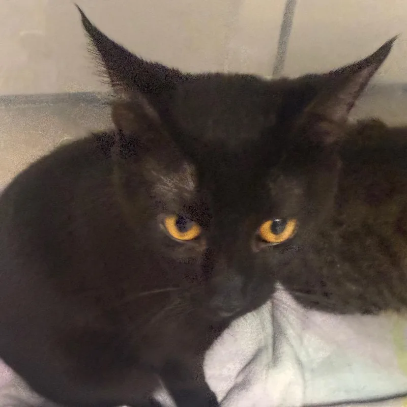 A young medium-sized male Black Domestic Short Hair cat named Axel for adoption in Evansville, IN