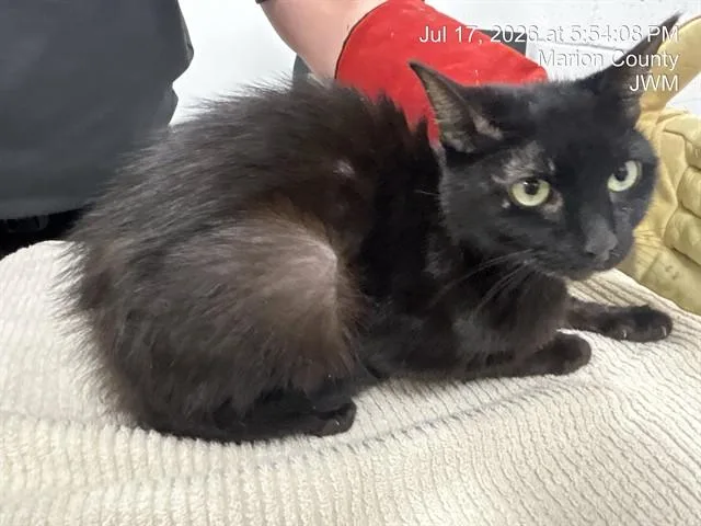 A young small-sized female Domestic Short Hair cat named Loki for adoption in Ocala, FL
