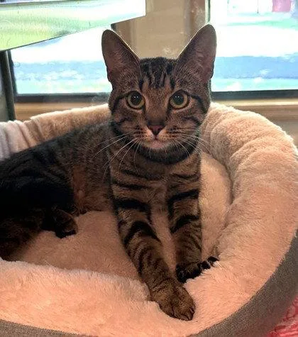 An adult small-sized female Domestic Short Hair cat named Bastet for adoption in Midland, VA