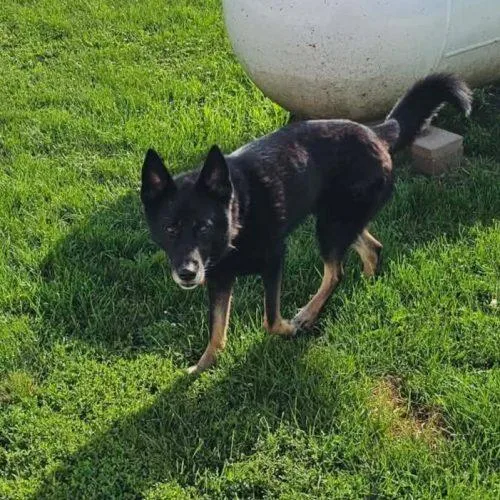 An adult medium-sized male Black German Shepherd Dog dog named Cash for adoption in Elizabeth, IL